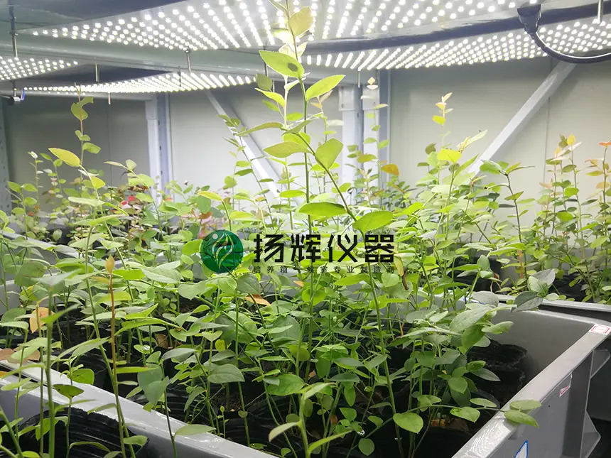 浙江师范大学生科院蓝莓组培中心